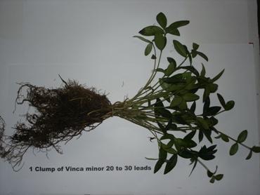 Vinca minor clump