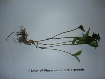 Vinca minor liner