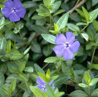 Vinca minor