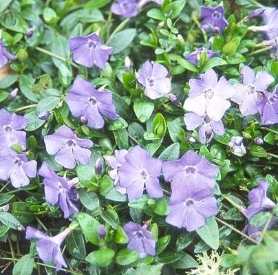 Vinca minor