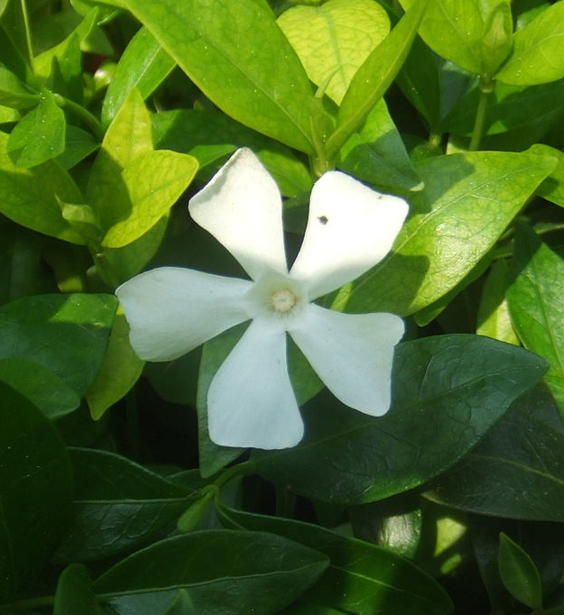 Vinca minor 'Alba'