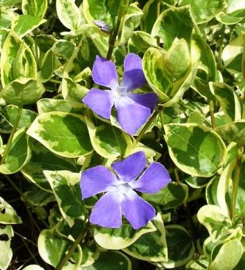 Vinca minor 'Argenteovariegata'