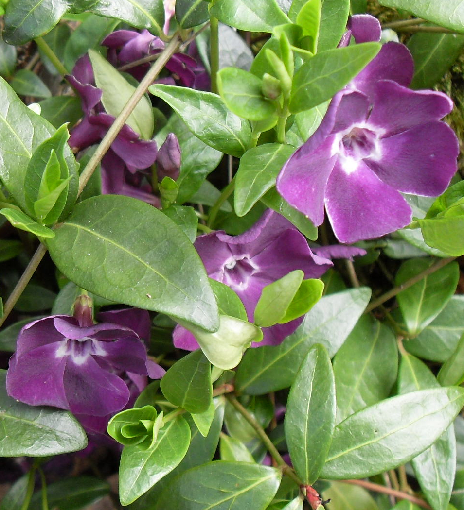 Vinca minor 'Atropurpurea'