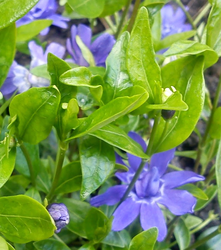 Vinca minor 'Azurea Flore Pleno'